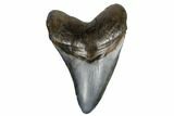 Fossil Megalodon Tooth - South Carolina #180944-1